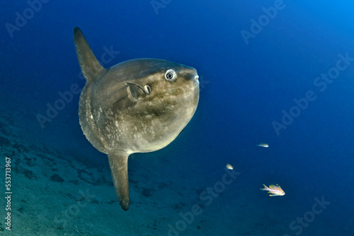 Pez luna o Mola Mola