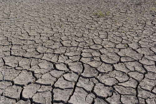 The concept of environmental restoration The growth of seedlings on cracked soil, cracked soil in the dry season affected by global warming causes climate change, water shortages