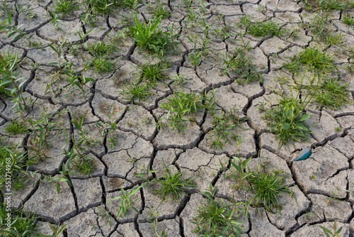The concept of environmental restoration The growth of seedlings on cracked soil, cracked soil in the dry season affected by global warming causes climate change, water shortages