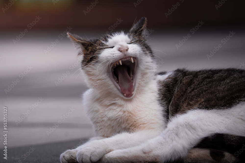 Ταπετσαρία A white cat, a gray cat, a dangerous animal, the cat lies on the pavement and rests, beautiful fur, beautiful fur