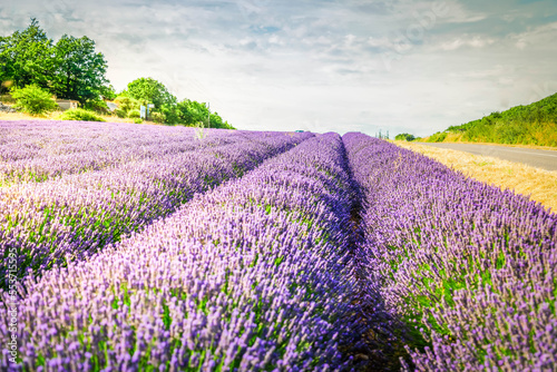 Lavender flowers mountain field with summer blue sky  France
