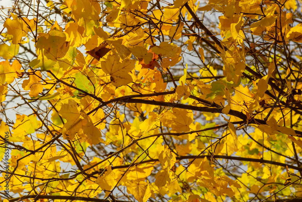 multicolored beech leaves on the branch in autumn against a blue sky in a sunny day multicolored beech leaves on the branch in autumn against a blue sky in a sunny day
