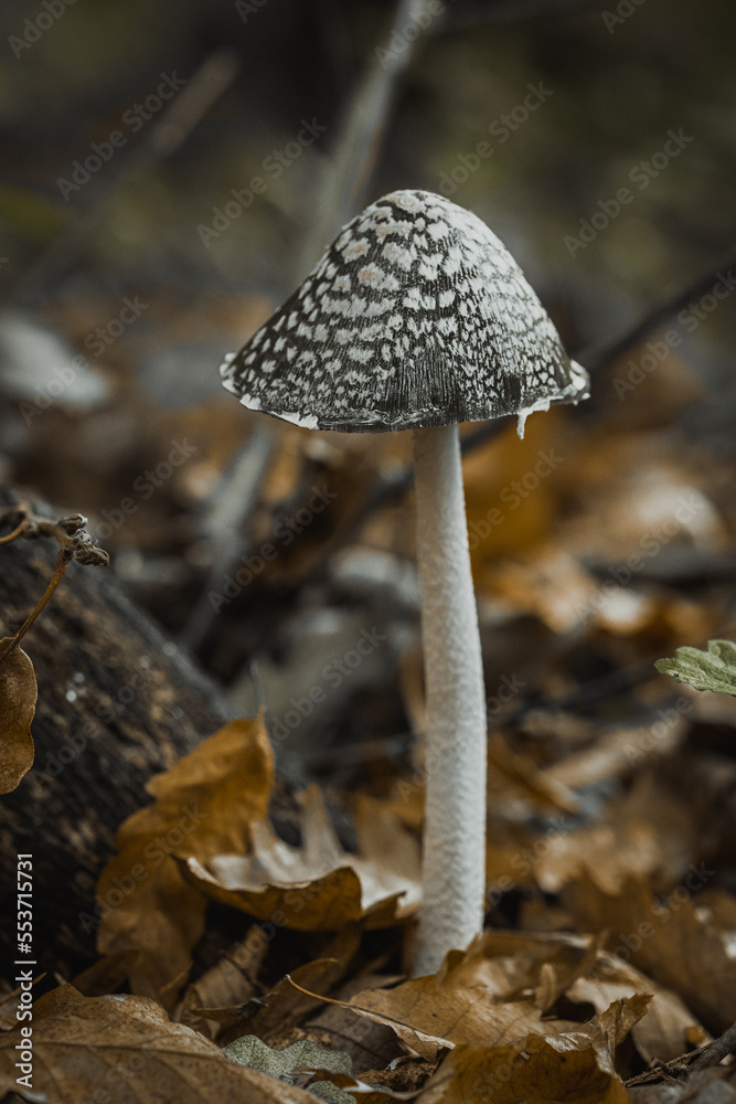 mushroom in the forest mushroom in the forest