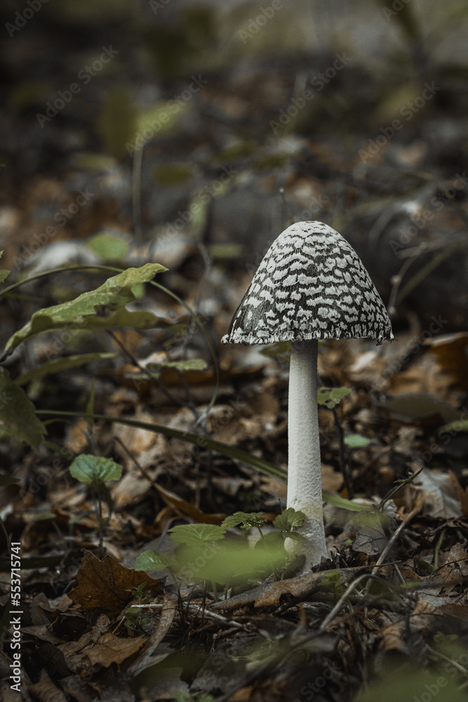 mushrooms in the forest