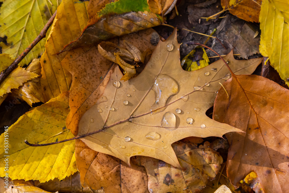 Dew drops on a yellow oak leaf. Concept of arrival of autumn, seasonal change of weather conditions Dew drops on a yellow oak leaf. Concept of arrival of autumn, seasonal change of weather conditions
