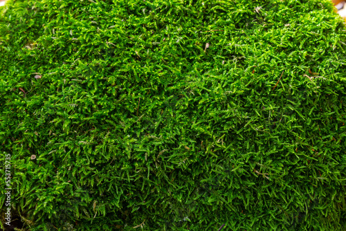 Beautiful green moss close up, Moss texture, Moss abstract background