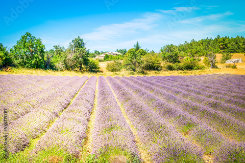 Lavender flowers fresh field with sunshine at sunset, France