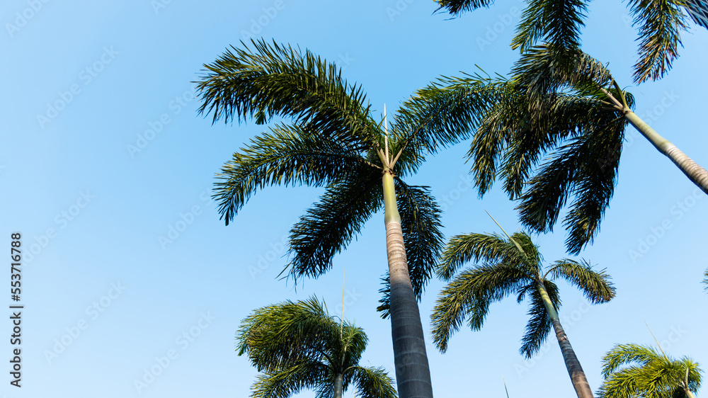 Fototapeta premium Palm trees under the blue sky