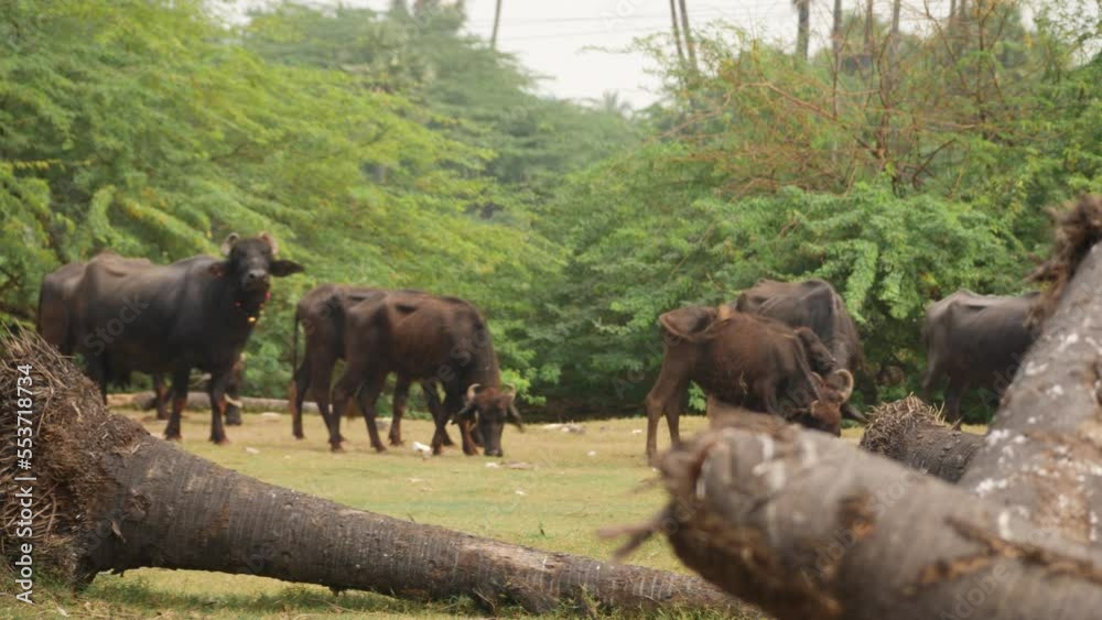 Buffalos walking together and feeding on grasses, forest in the background Buffalos walking together and feeding on grasses, forest in the background