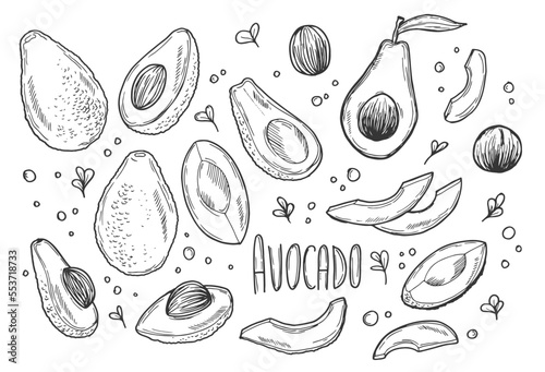 Doodle avocado sketch set. Vector fresh food illustration. Organic avocado isolated on white