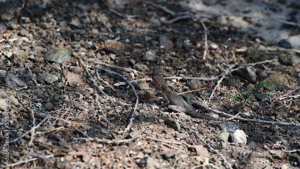 lizard on the ground eating ant passing by, a wadi in the United Arab Emirates, Middle East, Arabian Peninsula lizard on the ground eating ant passing by, a wadi in the United Arab Emirates, Middle East, Arabian Peninsula