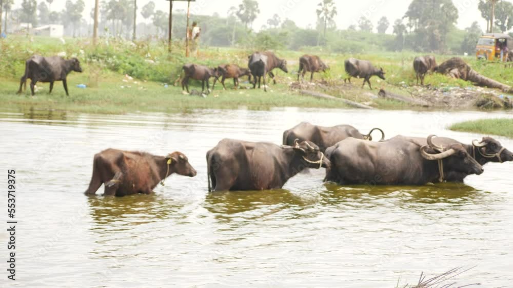 Buffalos walking in a shallow river,others walking on grasses near the river Buffalos walking in a shallow river,others walking on grasses near the river
