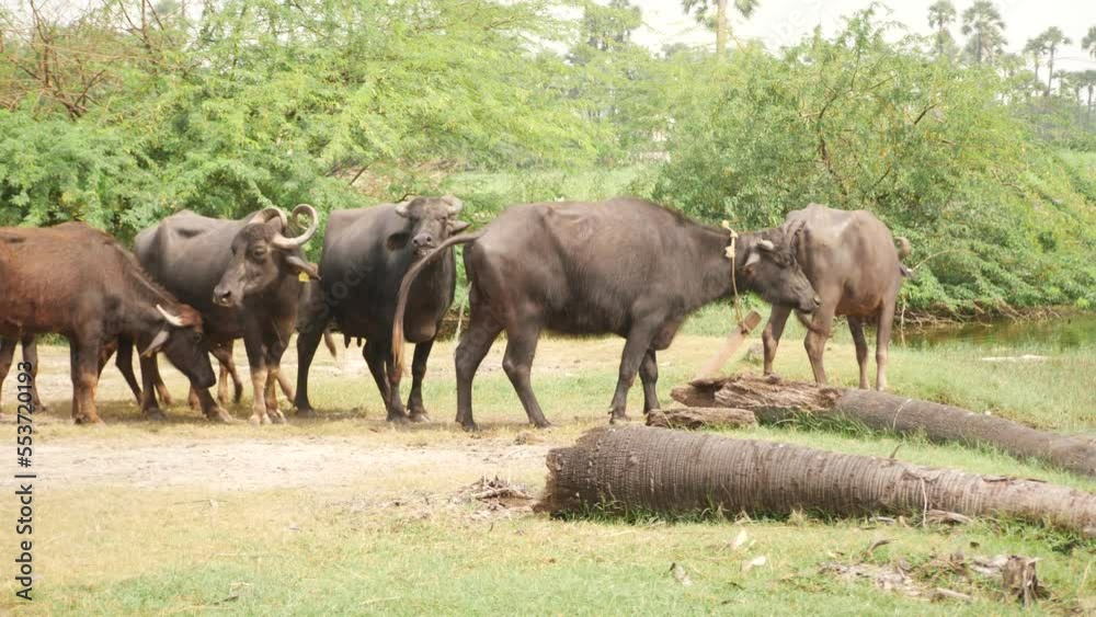 Buffalos moving in groups finding things to eat on the ground Buffalos moving in groups finding things to eat on the ground