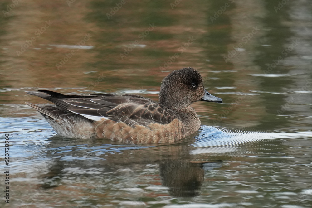 eurasian wigeon in a pond eurasian wigeon in a pond