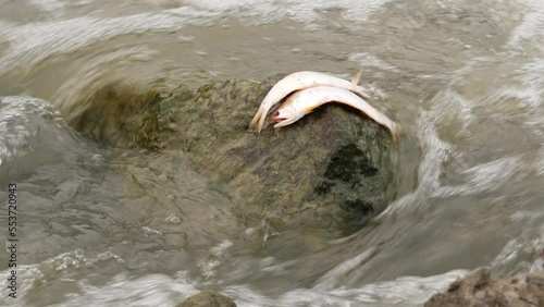 Two small dead fishes laying lifey on a big rock in the middle of a running river photo