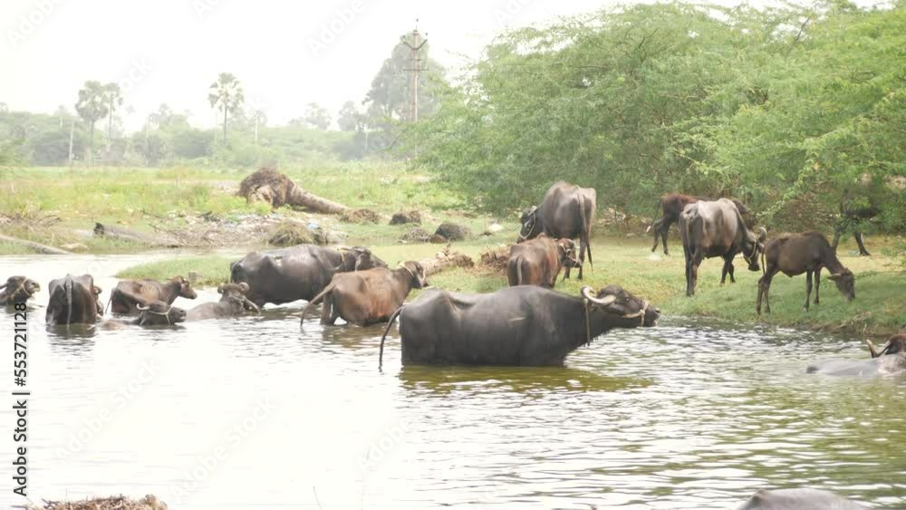 Buffalos walking in water some outside feeding on grasses Buffalos walking in water some outside feeding on grasses