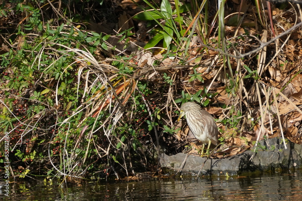chinese pond heron in a pond chinese pond heron in a pond