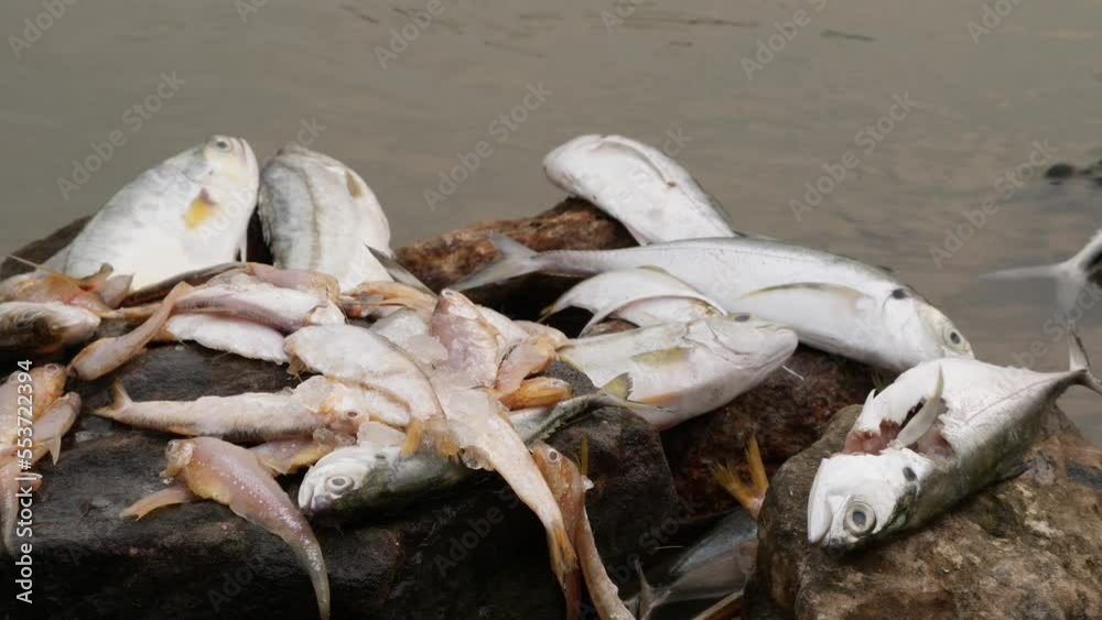 Many species of fishes laying lifeless on a big rock in the middle of a river Many species of fishes laying lifeless on a big rock in the middle of a river