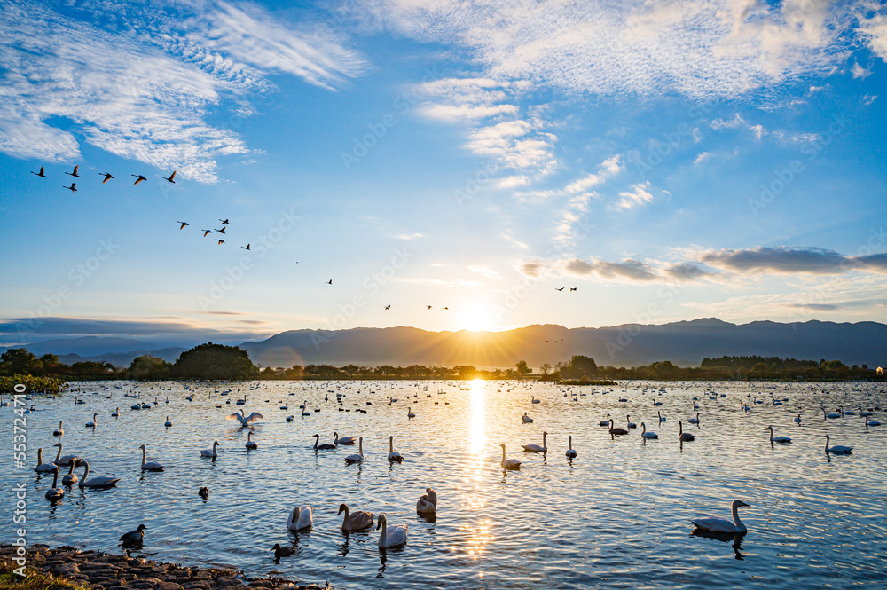 Naklejka premium 新潟 早朝の瓢湖