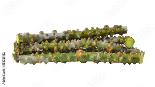 Tinospora cordifolia herb on transparent png photo