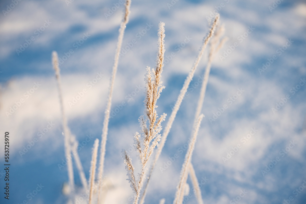 Frozen grasses, winter grasses, winter landscape, winter vegetation, winter Frozen grasses, winter grasses, winter landscape, winter vegetation, winter
