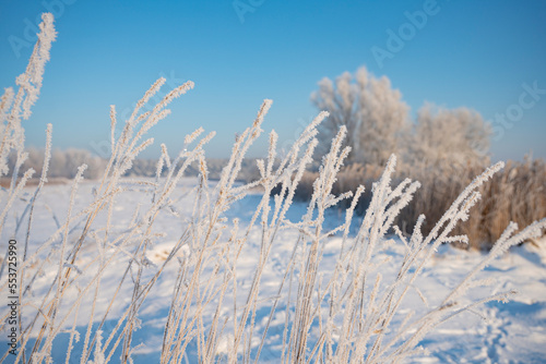 Frozen grasses, winter grasses, winter landscape, winter vegetation, winter