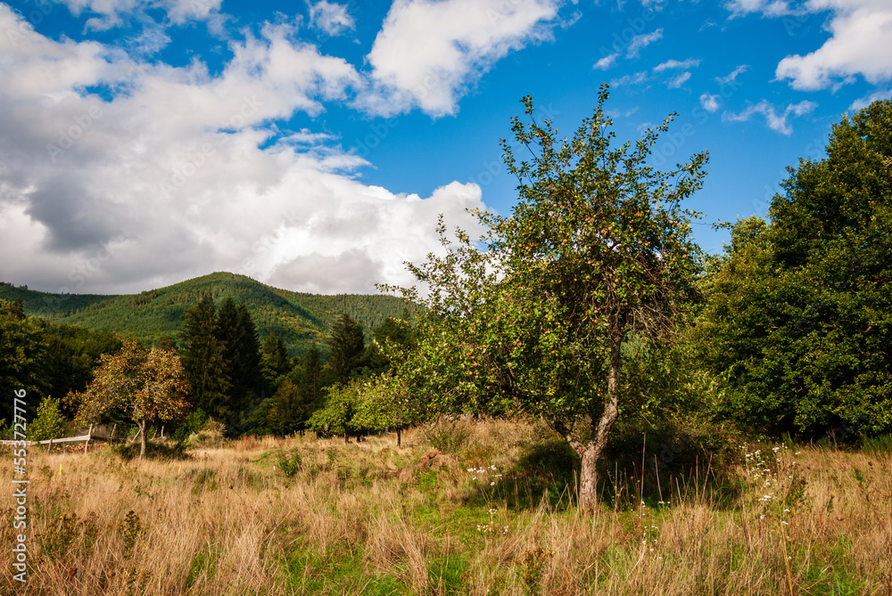 Verger rustique au pied du massif du Chalmont, CEA, Alsace, Vosges, Grand Est, France