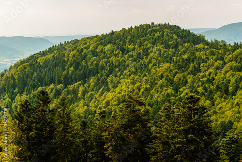 Sommet boisé vu depuis l'arbre de la liberté, vallée de Sainte-Marie-aux-Mines, Vosges, Alsace, Grand Est, France photo