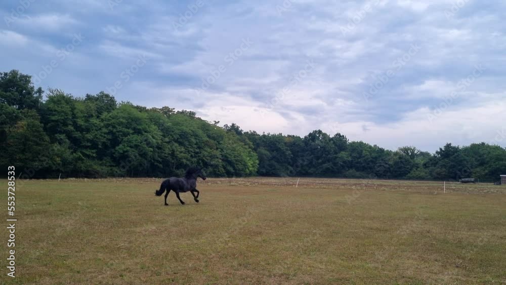 Beautiful black horse galloping in a green field and forest. High quality 4k footage Beautiful black horse galloping in a green field and forest. High quality 4k footage