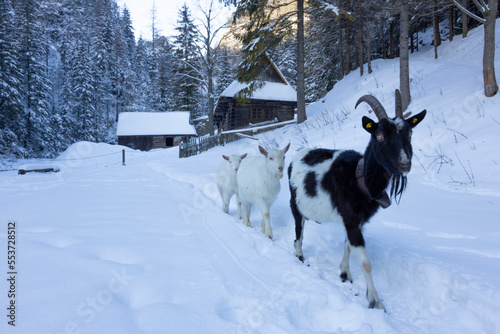 a group of goats in front of the old mill in Kvacianska valley, Liptov, Slovakia © Milan Noga reco