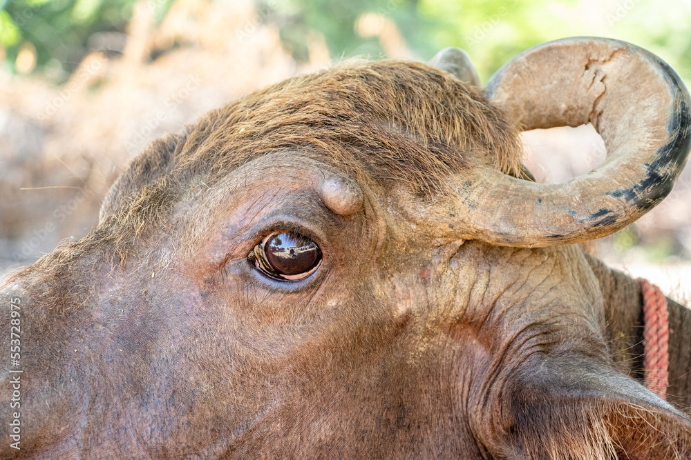 Fototapeta premium closeup of buffalo old cow with a skin disease 