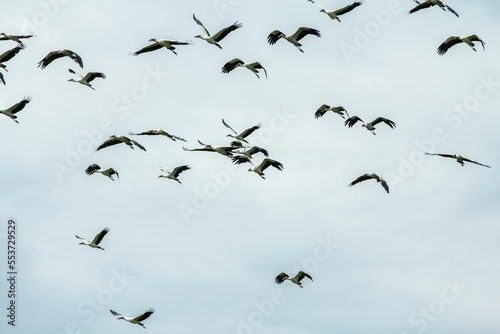A Flock of Flying Birds with blue sky