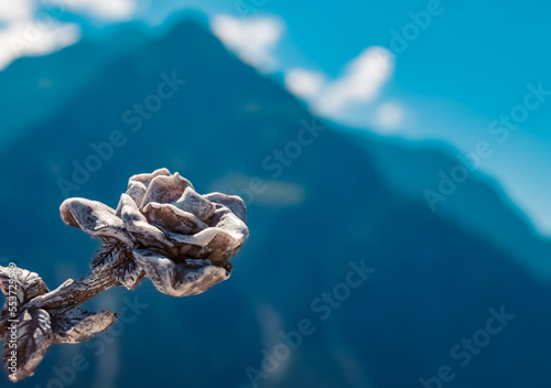 Details of a beautiful stone rose at the famous Zafernalift, Kleinwalsertal valley, Mittelberg, Vorarlberg, Austria photo