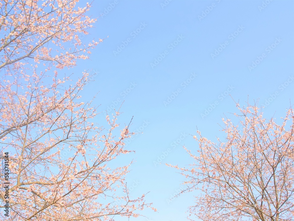 cherry blossoms in full blooming against blue sky