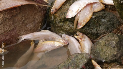 Soft white fishes laying lifelessly on a rock and inside water photo