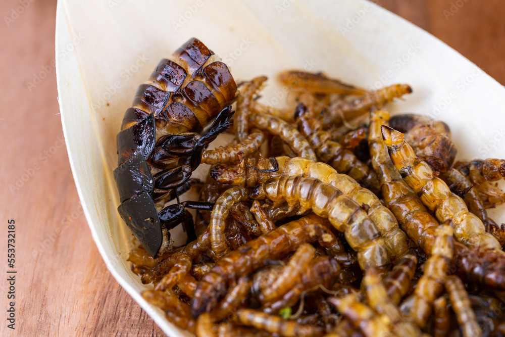 Fried wood grubs, mealworms and cockroach on a wooden chopping board. Fried insects as a source of protein in the diet. Fried wood grubs, mealworms and cockroach on a wooden chopping board. Fried insects as a source of protein in the diet.