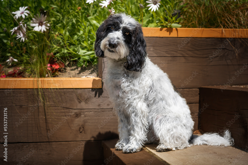 Black and White Cockapoo sitting down in her garden with a head tilt ...