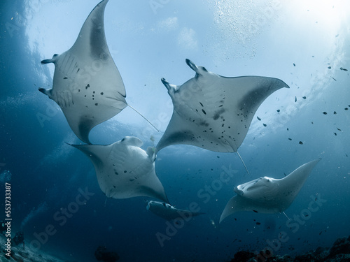 Mantas Malediven