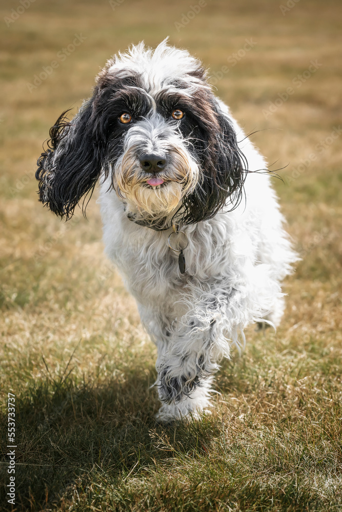 Black and White Cockapoo walking towards the camera in a field