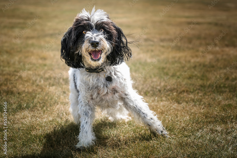 Fototapeta premium Black and White Cockapoo playing in a field