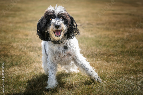 Black and White Cockapoo playing in a field