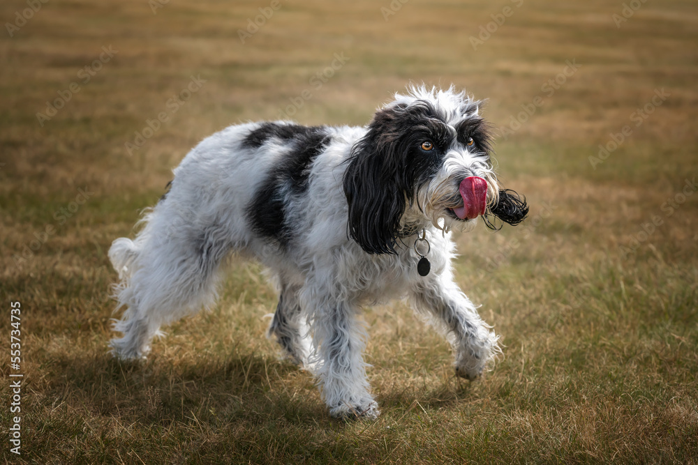 Black and White Cockapoo walking in a field with her tongue out