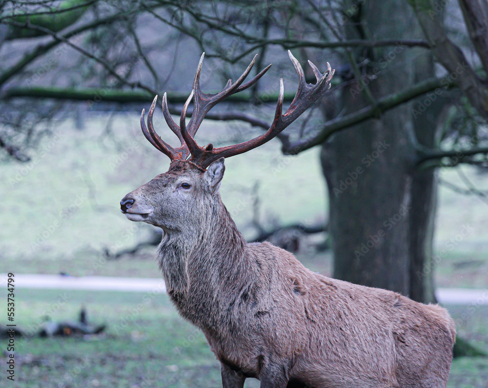 Obraz premium deer in the woods