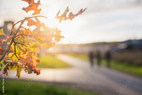 Sun shining through autumn leaves photo