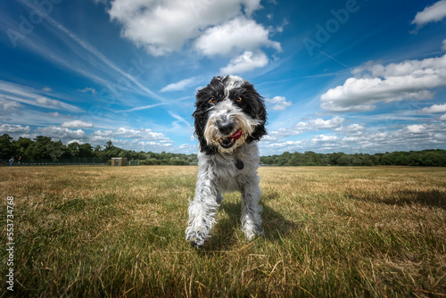 Black and White Cockapoo walking towards the camera in a field photo