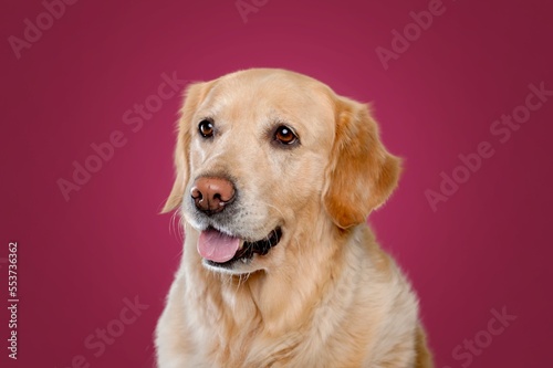 Funny cute young dog on colored background © BillionPhotos.com