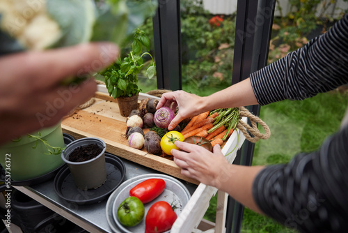 Hands holding vegetables