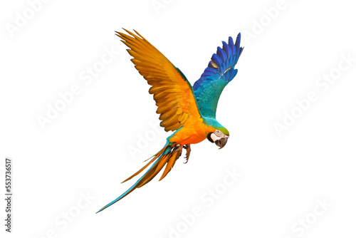 Colorful Blue and gold macaw parrot flying isolated on transparent background.