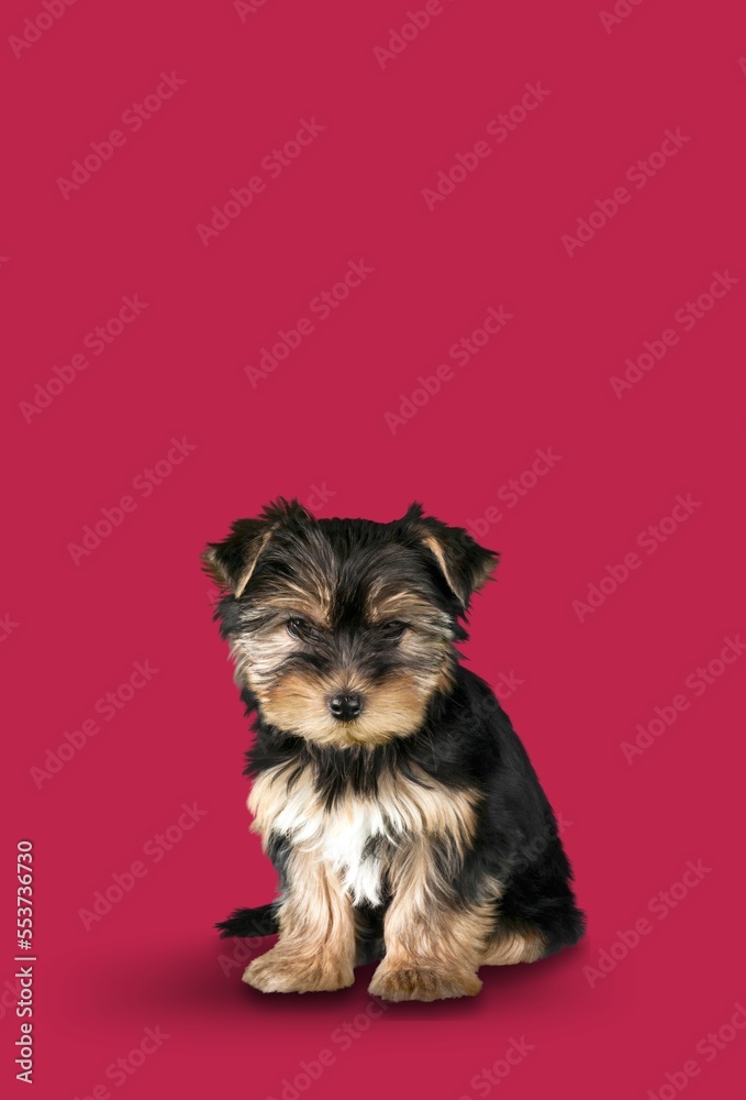 Young cute dog posing on background Young cute dog posing on background