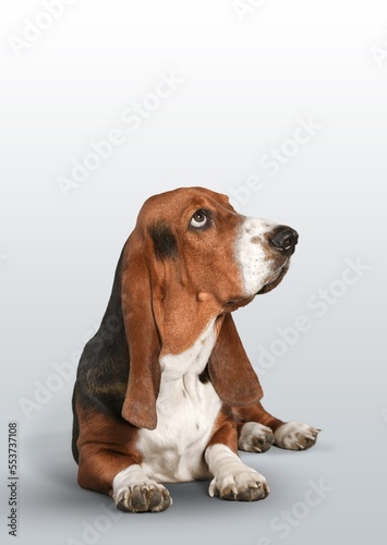 Young cute dog posing on background